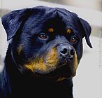 Unknown Poohead1 painting